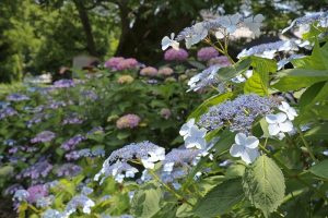大塚性海寺歴史公園、あじさいまつり、6月夏の花　観光・撮影スポットの画像と写真