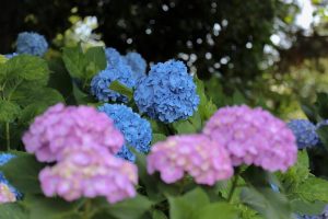 大塚性海寺歴史公園、あじさいまつり、6月夏の花　観光・撮影スポットの画像と写真
