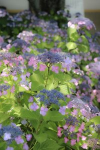 大塚性海寺歴史公園、あじさいまつり、6月夏の花　観光・撮影スポットの画像と写真