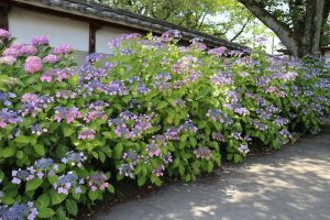 大塚性海寺歴史公園、あじさいまつり、6月夏の花　観光・撮影スポットの画像と写真