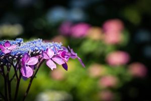 大塚性海寺歴史公園、あじさいまつり、6月夏の花　観光・撮影スポットの画像と写真