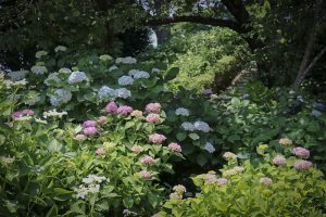 大塚性海寺歴史公園、あじさいまつり、6月夏の花　観光・撮影スポットの画像と写真