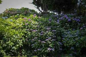 大塚性海寺歴史公園、あじさいまつり、6月夏の花　観光・撮影スポットの画像と写真