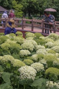 大塚性海寺歴史公園、あじさいまつり、6月夏の花　観光・撮影スポットの画像と写真