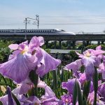 萬葉公園高松分園　花しょうぶ祭（6月）　夏の花　愛知県一宮市の観光・撮影スポットの写真と画像