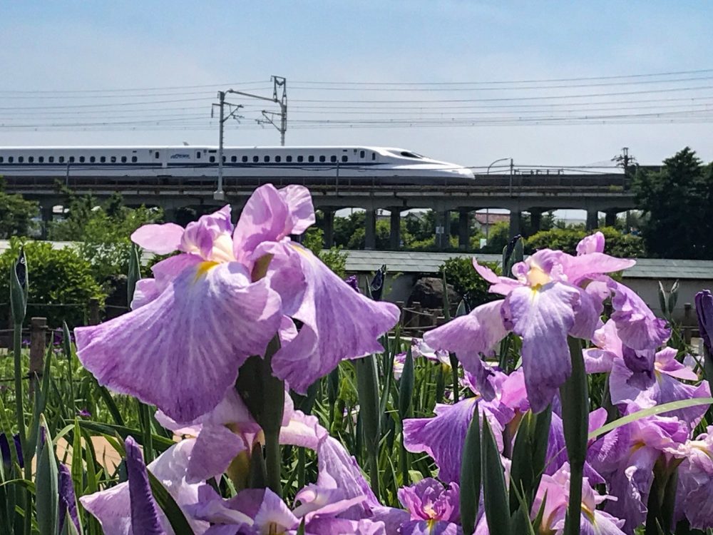 萬葉公園高松分園　花しょうぶ祭（6月）　夏の花　愛知県一宮市の観光・撮影スポットの写真と画像