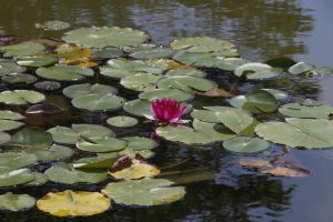 萬葉公園高松分園　花しょうぶ祭（6月）　夏の花　愛知県一宮市の観光・撮影スポットの写真と画像