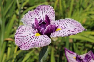 萬葉公園高松分園　花しょうぶ祭（6月）　夏の花　愛知県一宮市の観光・撮影スポットの写真と画像