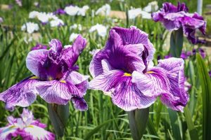 萬葉公園高松分園　花しょうぶ祭（6月）　夏の花　愛知県一宮市の観光・撮影スポットの写真と画像