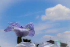 萬葉公園高松分園　花しょうぶ祭（6月）　夏の花　愛知県一宮市の観光・撮影スポットの写真と画像