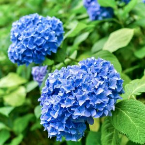 亀山公園花、あじさい、６月の花、三重県亀山市の観光・撮影スポットの画像と写真