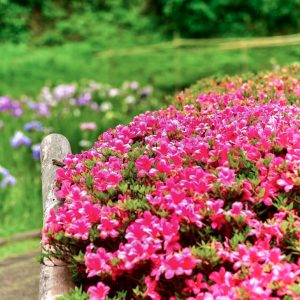 亀山公園花、つつじ、６月の花、三重県亀山市の観光・撮影スポットの画像と写真