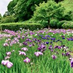 亀山公園花しょうぶ園、６月の花、三重県亀山市の観光・撮影スポットの画像と写真
