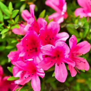 亀山公園花、つつじ、６月の花、三重県亀山市の観光・撮影スポットの画像と写真