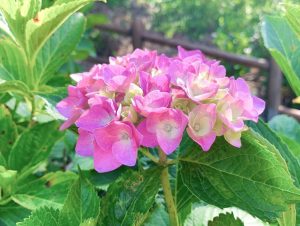 加茂しょうぶ園、あじさい、6月夏の花、愛知県豊橋市の観光・撮影スポットの画像と写真