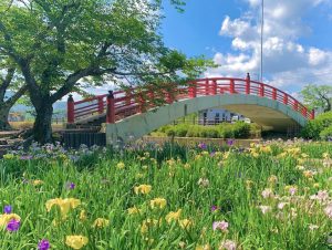 加茂しょうぶ園、花しょうぶ、6月夏の花、愛知県豊橋市の観光・撮影スポットの画像と写真