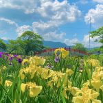 加茂しょうぶ園、花しょうぶ、6月夏の花、愛知県豊橋市の観光・撮影スポットの画像と写真