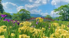 加茂しょうぶ園、花しょうぶ、6月夏の花、愛知県豊橋市の観光・撮影スポットの画像と写真