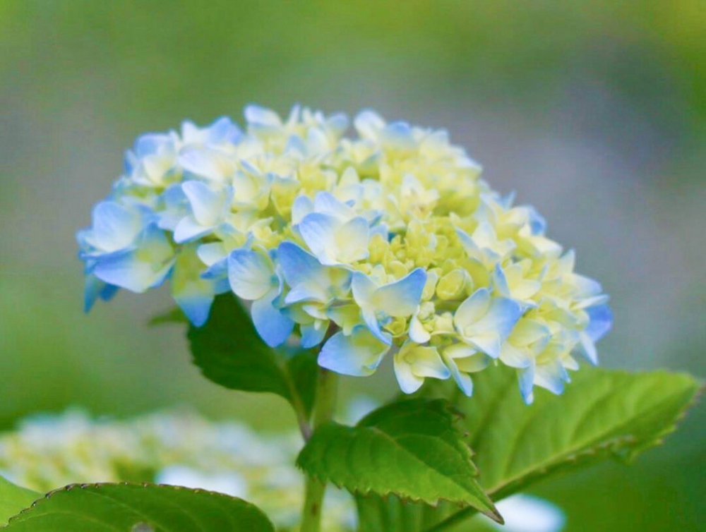 加茂しょうぶ園、あじさい、6月夏の花、愛知県豊橋市の観光・撮影スポットの画像と写真