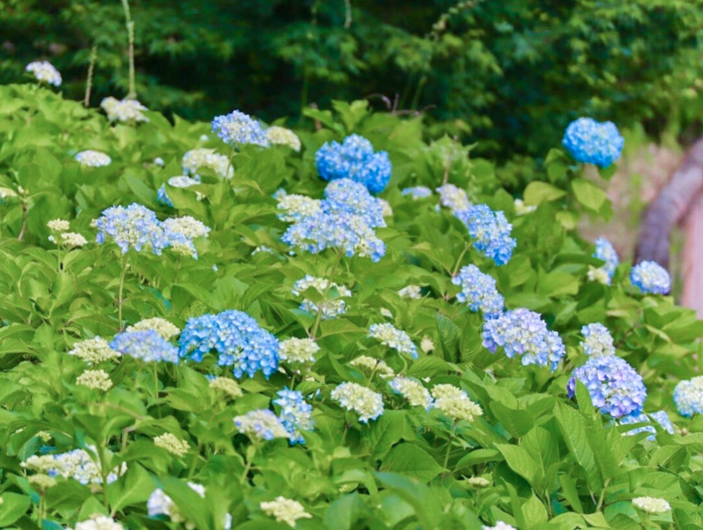 加茂しょうぶ園、あじさい、6月夏の花、愛知県豊橋市の観光・撮影スポットの画像と写真