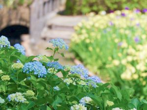 加茂しょうぶ園、あじさい、6月夏の花、愛知県豊橋市の観光・撮影スポットの画像と写真
