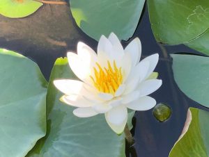 加茂しょうぶ園、スイレン、6月夏の花、愛知県豊橋市の観光・撮影スポットの画像と写真