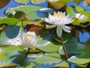 加茂しょうぶ園、スイレン、6月夏の花、愛知県豊橋市の観光・撮影スポットの画像と写真