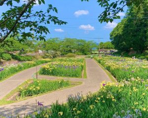 加茂しょうぶ園、花しょうぶ、6月夏の花、愛知県豊橋市の観光・撮影スポットの画像と写真