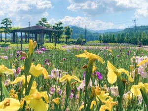加茂しょうぶ園、花しょうぶ、6月夏の花、愛知県豊橋市の観光・撮影スポットの画像と写真