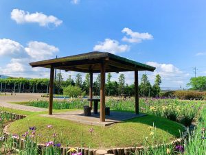 加茂しょうぶ園、花しょうぶ、6月夏の花、愛知県豊橋市の観光・撮影スポットの画像と写真
