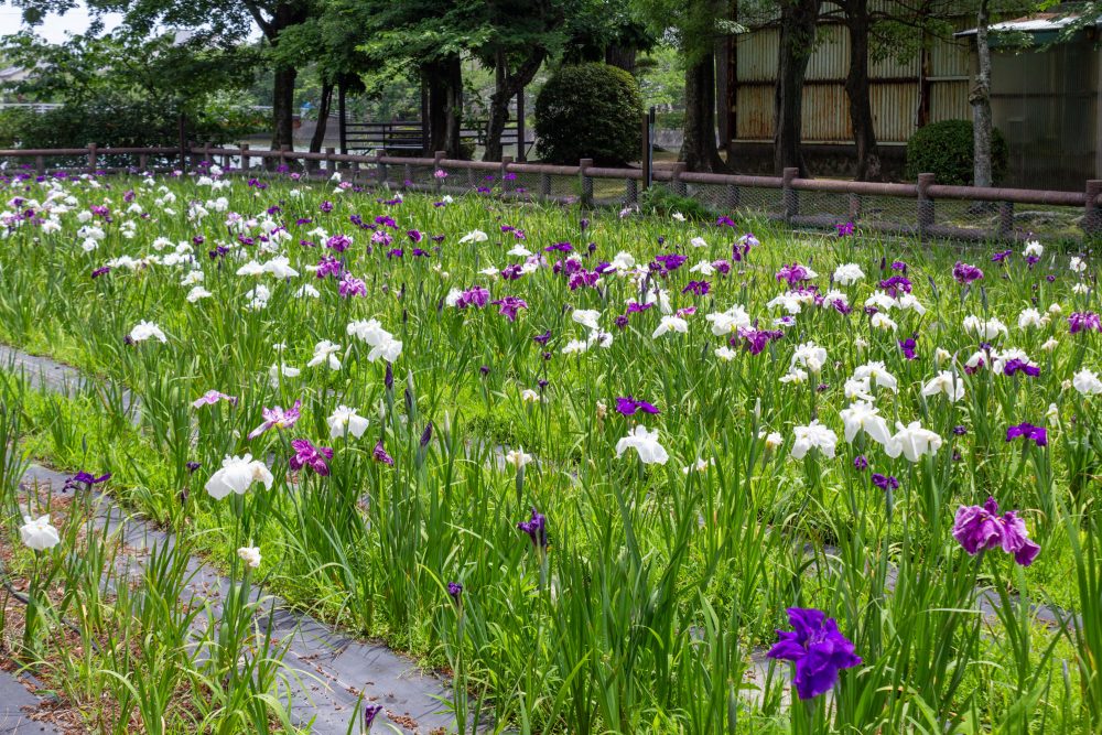 九華公園、花しょうぶ、6月夏の花、三重県桑名市の観光・撮影スポットの名所