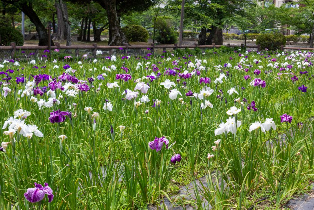 九華公園、花しょうぶ、6月夏の花、三重県桑名市の観光・撮影スポットの名所