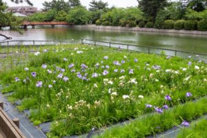 九華公園、花しょうぶ、6月夏の花、三重県桑名市の観光・撮影スポットの名所