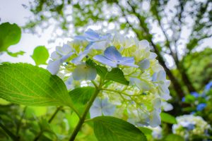 みのかもの森、あじさい、6月夏の花、岐阜県美濃加茂市の観光・撮影スポットの画像と写真