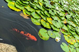 みのかもの森、あじさい、6月夏の花、岐阜県美濃加茂市の観光・撮影スポットの画像と写真