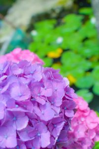 みのかもの森、あじさい、6月夏の花、岐阜県美濃加茂市の観光・撮影スポットの画像と写真