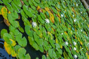 みのかもの森、あじさい、6月夏の花、岐阜県美濃加茂市の観光・撮影スポットの画像と写真