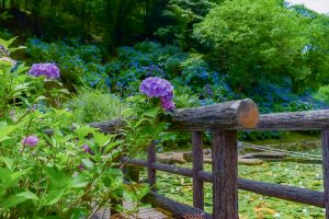 みのかもの森、あじさい、6月夏の花、岐阜県美濃加茂市の観光・撮影スポットの画像と写真