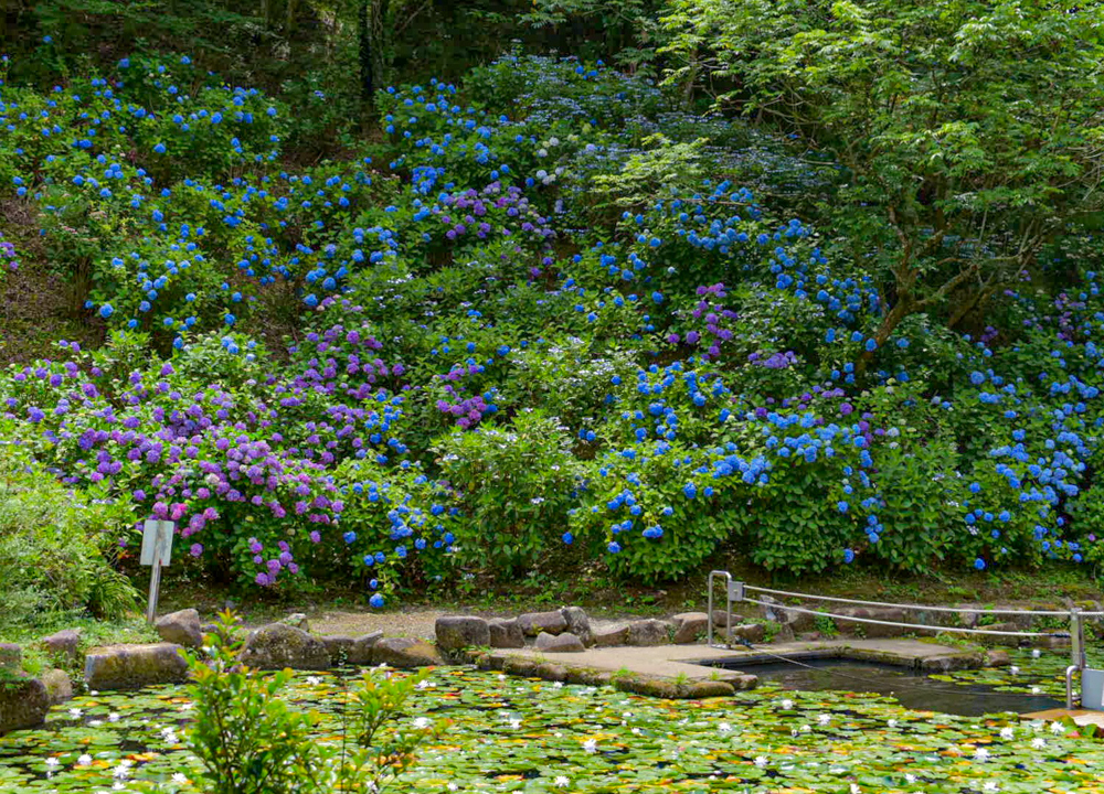 みのかみのかもの森、あじさい、6月夏の花、岐阜県美濃加茂市の観光・撮影スポットの画像と写真