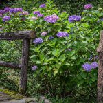 みのかもの森、あじさい、6月夏の花、岐阜県美濃加茂市の観光・撮影スポットの画像と写真