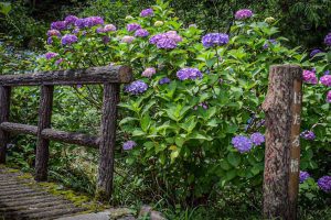 みのかもの森、あじさい、6月夏の花、岐阜県美濃加茂市の観光・撮影スポットの画像と写真