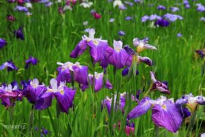 諸戸氏庭園、花ショウブ、6月の夏の花、三重県桑名市の観光・撮影スポットの名所