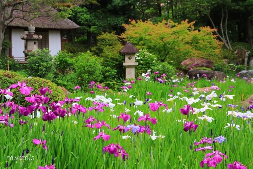 諸戸氏庭園、花ショウブ、6月の夏の花、三重県桑名市の観光・撮影スポットの名所