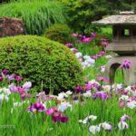 諸戸氏庭園、花ショウブ、6月の夏の花、三重県桑名市の観光・撮影スポットの名所