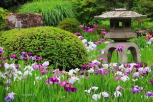 諸戸氏庭園、花ショウブ、6月の夏の花、三重県桑名市の観光・撮影スポットの名所