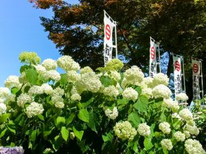 音楽寺、あじさい、6月夏の花、愛知県江南市の観光・撮影スポットの画像と写真