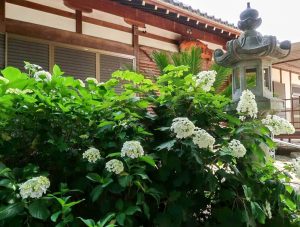 音楽寺、あじさい、6月夏の花、愛知県江南市の観光・撮影スポットの画像と写真