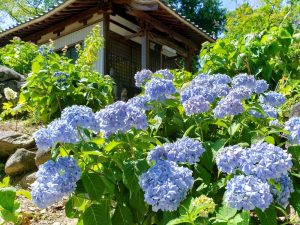 音楽寺、あじさい、6月夏の花、愛知県江南市の観光・撮影スポットの画像と写真
