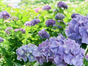 音楽寺、あじさい、6月夏の花、愛知県江南市の観光・撮影スポットの画像と写真