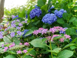 音楽寺、あじさい、6月夏の花、愛知県江南市の観光・撮影スポットの画像と写真